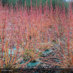 CORNUS sanguinea Midwinter...
