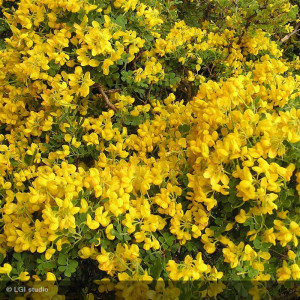 CORONILLA glauca