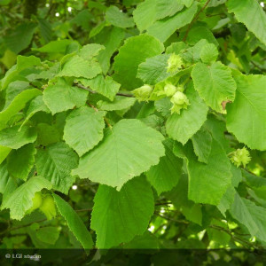 CORYLUS avellana