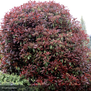 PHOTINIA x fraseri Red select