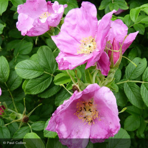 ROSIER rugosa Rubra