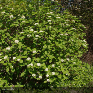 VIBURNUM lantana