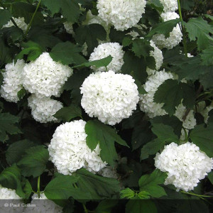 VIBURNUM opulus Roseum