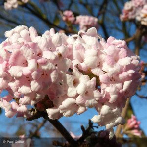 VIBURNUM x bodnantense