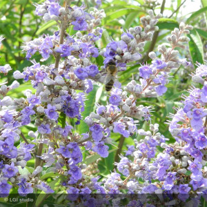 VITEX agnus-castus
