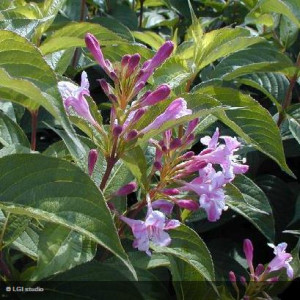 WEIGELIA Stelzneri