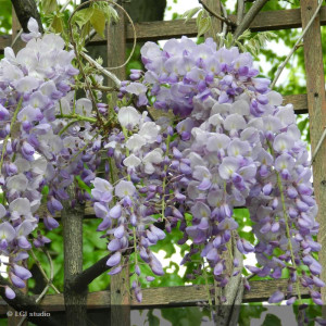 WISTERIA sinensis Prolific