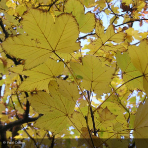 ACER pseudoplatanus