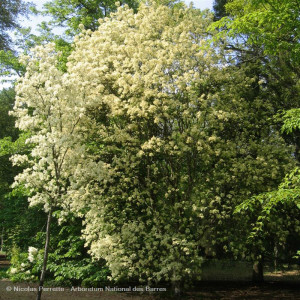 FRAXINUS ornus