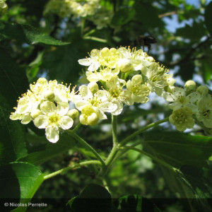 SORBUS torminalis