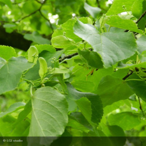 TILIA cordata