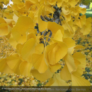 GINKGO biloba