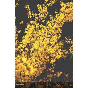 FORSYTHIA x intermedia...