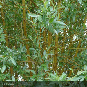 SALIX alba