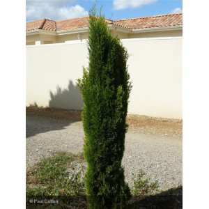 CUPRESSUS sempervirens Totem