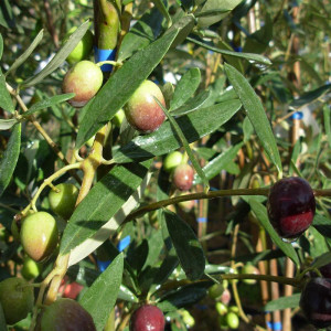 OLIVIER Rougette de lArdèche