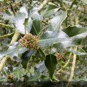 ILEX aquifolium