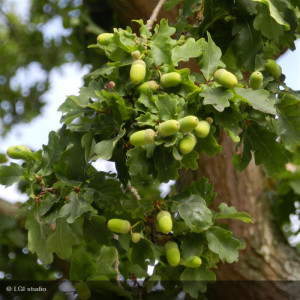 QUERCUS robur