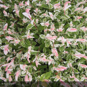 SALIX integra Hakuro nishiki