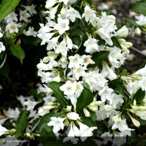 WEIGELIA Snowflake