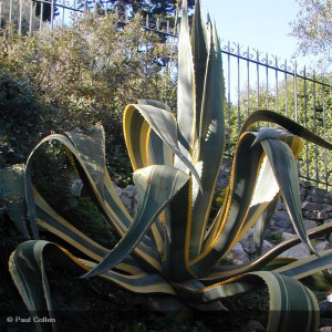 Agave sp. panaché