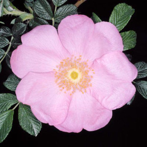 ROSIER buisson Frau Dagmar...