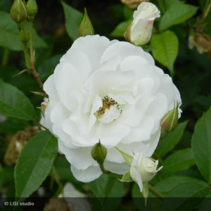 ROSIER buisson Iceberg
