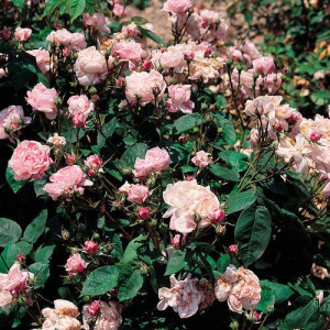 ROSIER buisson Duchesse de...