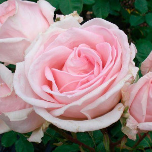 ROSIER buisson Eterna...