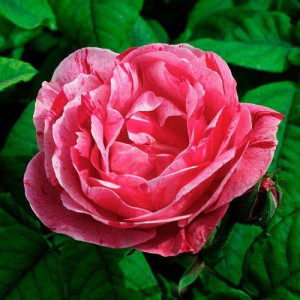 ROSIER buisson Ferdinand...