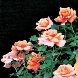 ROSIER buisson Fragrans...