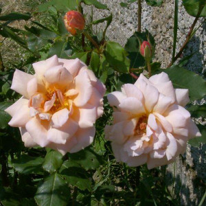 ROSIER buisson Gruss An Coburg