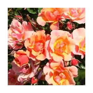 ROSIER buisson Java