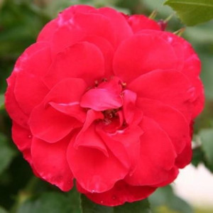 ROSIER buisson La sevillana