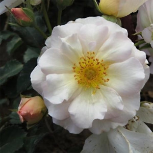 ROSIER buisson Penelope