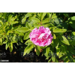 ROSIER buisson Therese bugnet