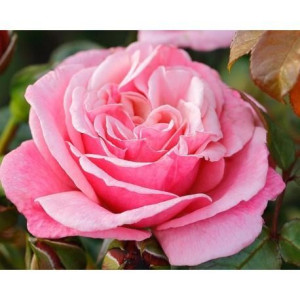 ROSIER buisson La gaite