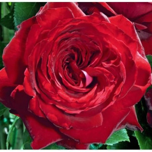 ROSIER buisson NOEMIE de...