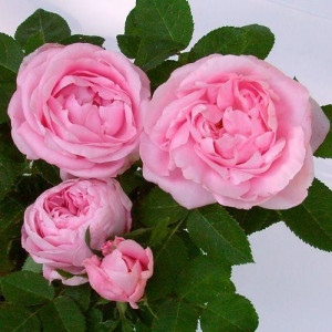 ROSIER buisson Baronne A....