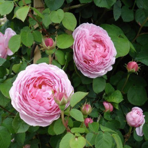 ROSIER buisson Constance spry