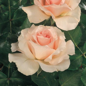 ROSIER buisson Johann strauss