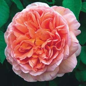 ROSIER grimpant Abraham Darby