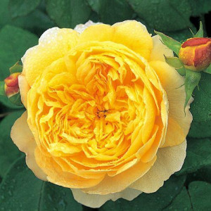 ROSIER buisson Charles Darwin
