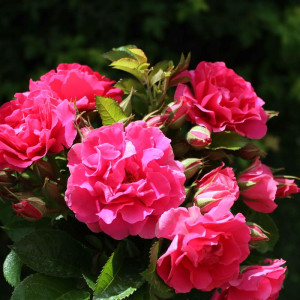 ROSIER buisson Le potager...