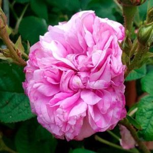 ROSIER buisson Kazanlik