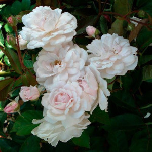 ROSIER buisson Marie Pavie
