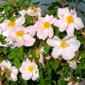 ROSIER buisson Nevada