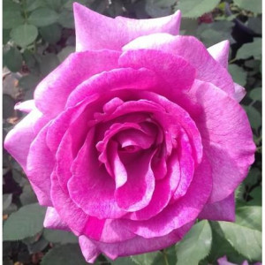 ROSIER buisson Violette...