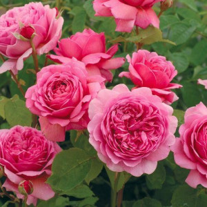 ROSIER buisson Princesse...