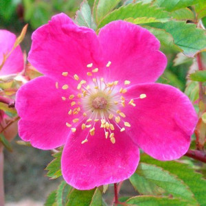 ROSIER buisson Pendulina